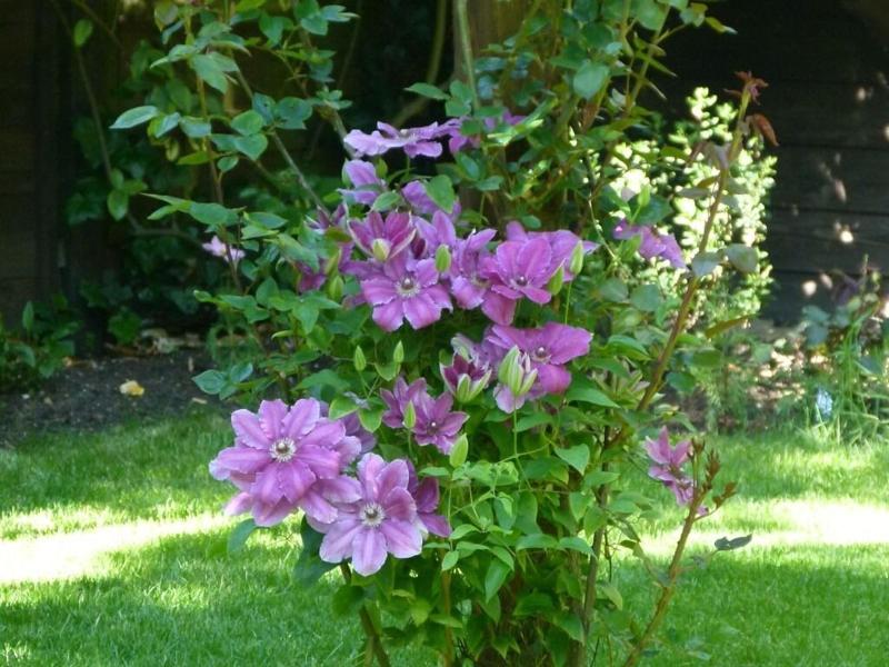 Iolanthe image