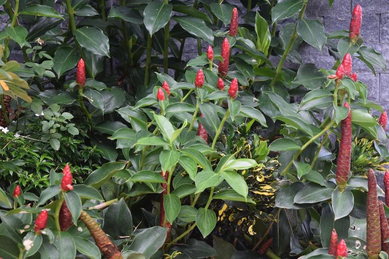 Orchid Guest House Phu Quoc — photo 5