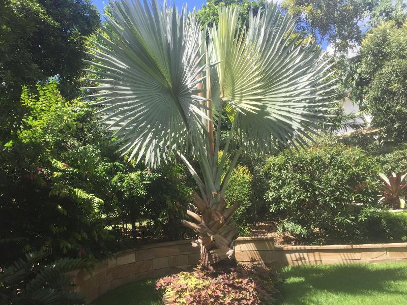 Balmoral Queenslander image