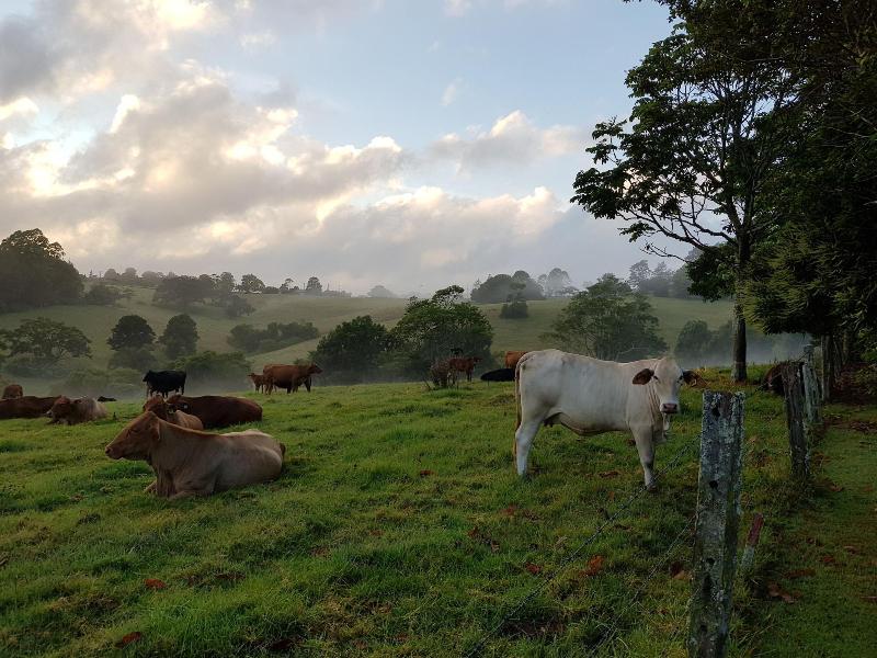 Seasons of Maleny B&B image