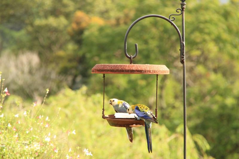 Seasons of Maleny B&B image