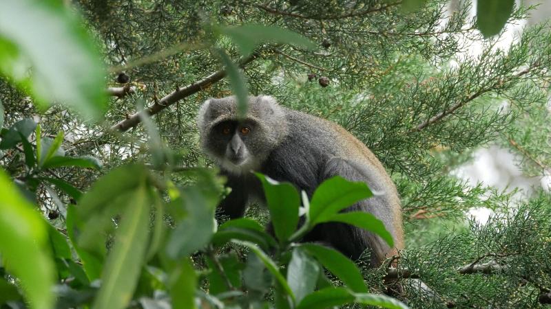 Arusha Villa image