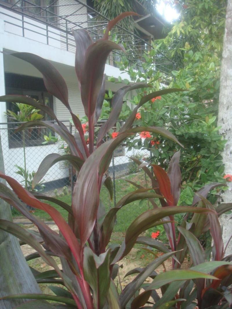 Iquest Colombo image