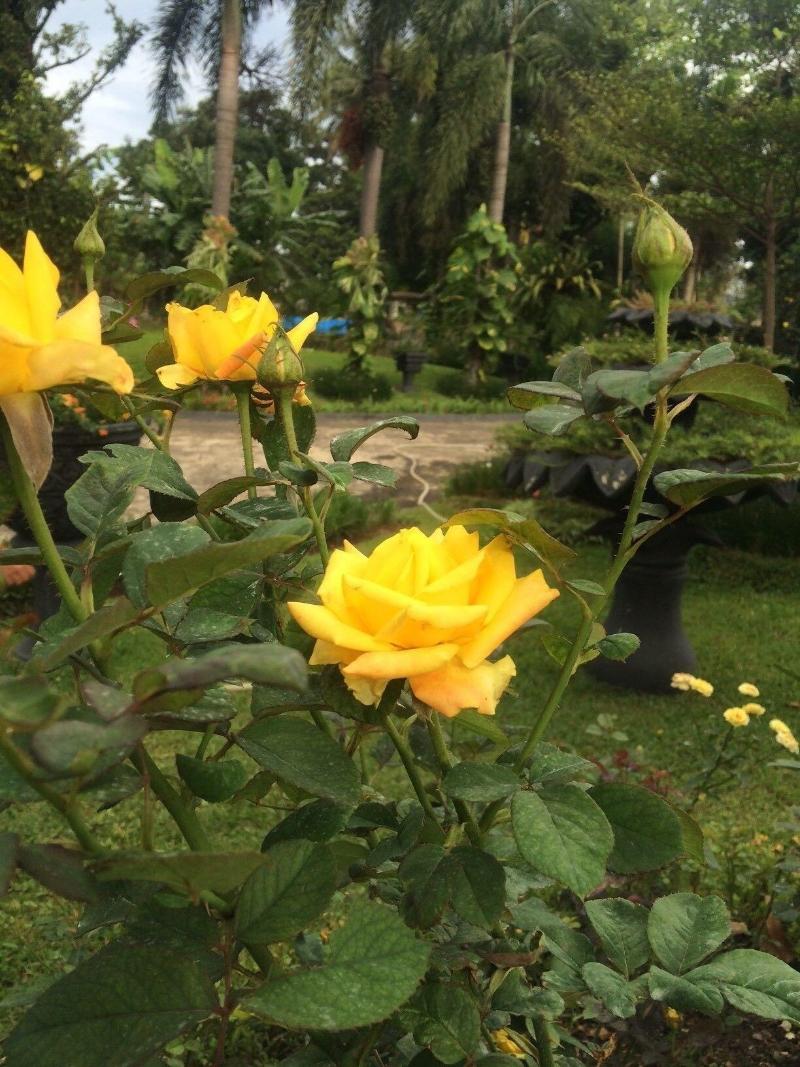 The Garden Family Guest House — general view