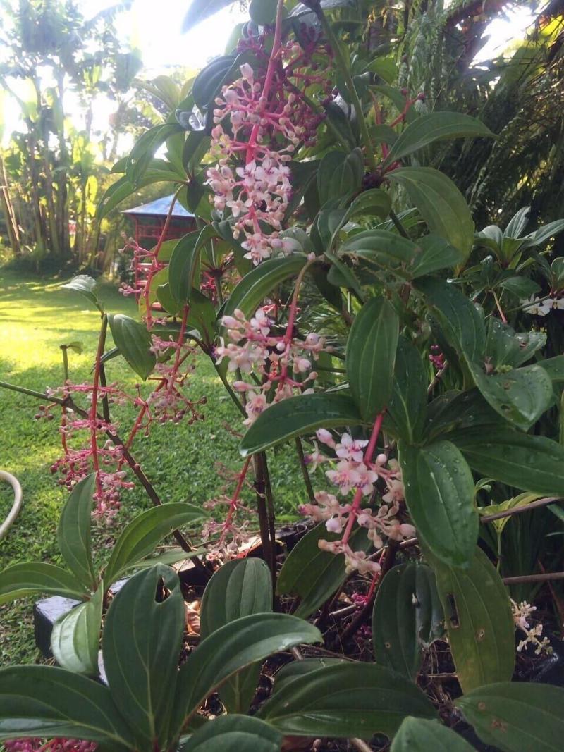 The Garden Family Guest House image