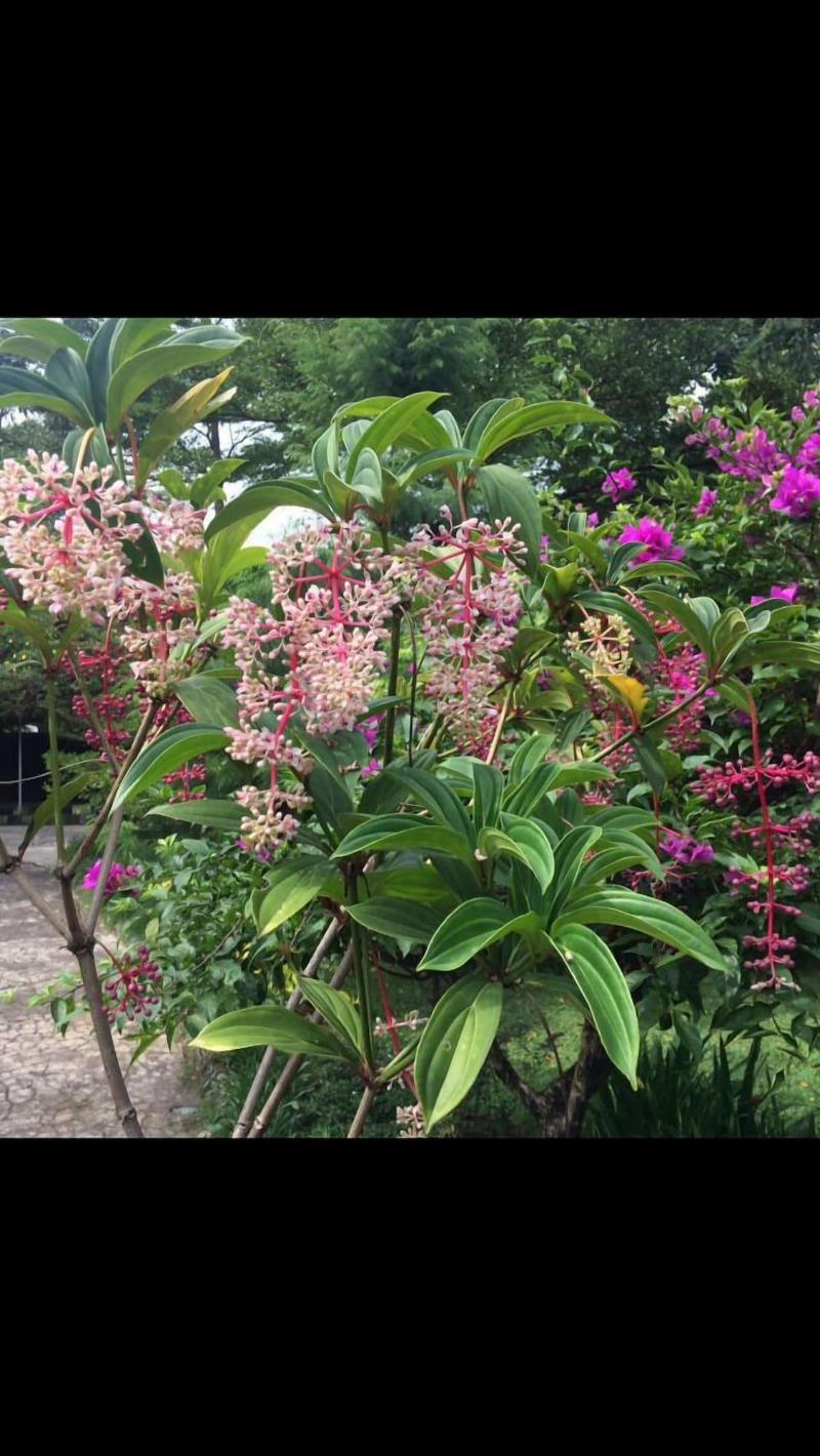 The Garden Family Guest House image