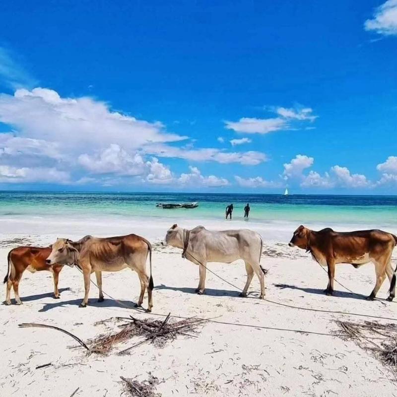 Sipano Beach Lodge Zanzibar image