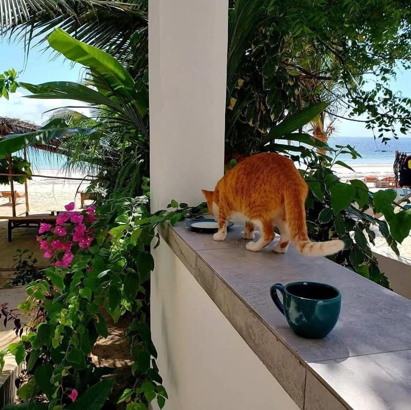 Sipano Beach Lodge Zanzibar image
