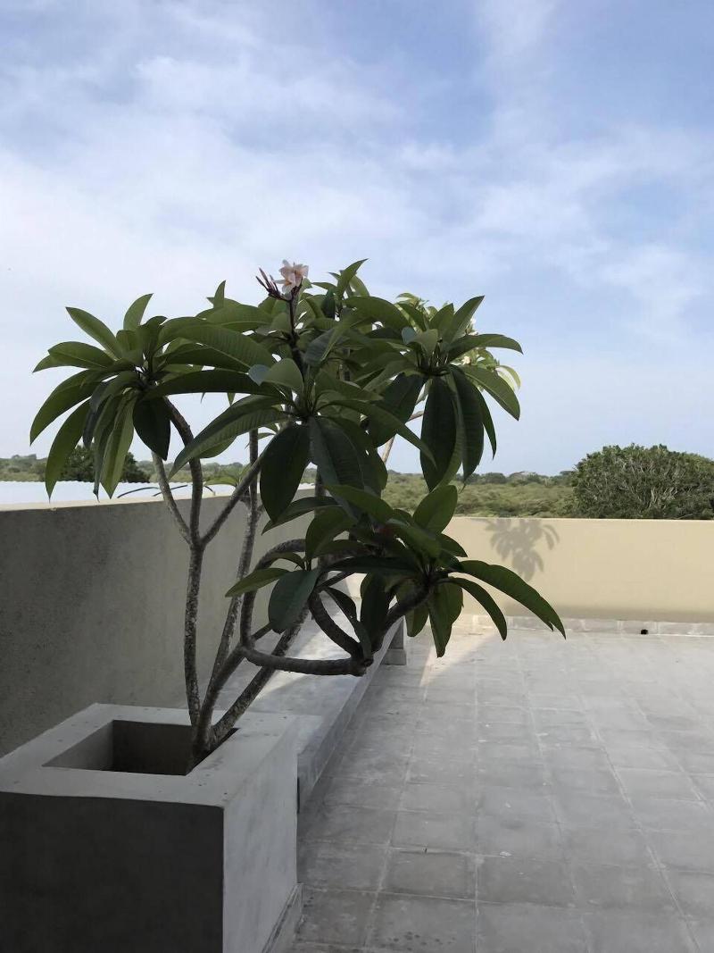 Tree Tops Yala image