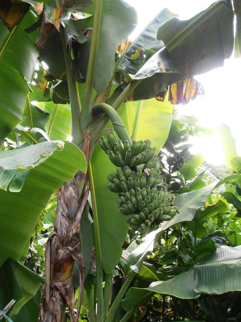 Guesthouse The 4 Fish — photo 2