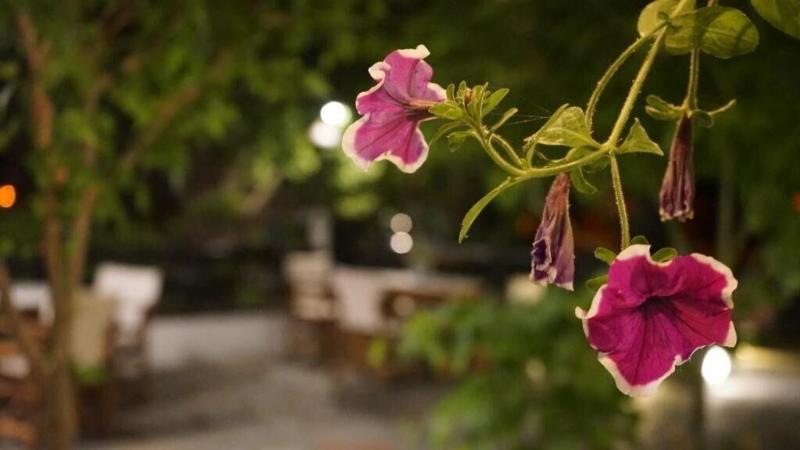 Hotel Morfeas image
