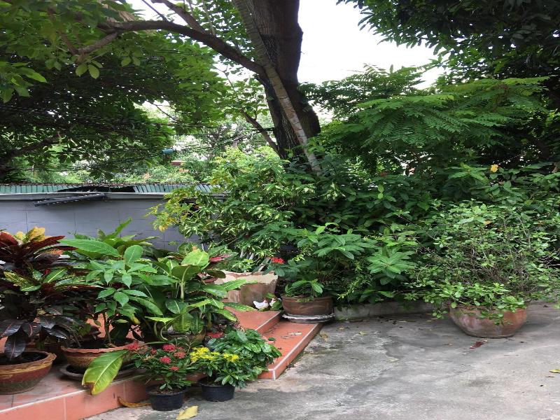 Many Trees image