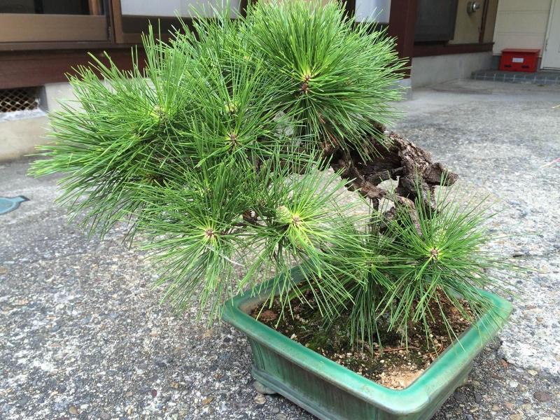 Takayama Ninja House image