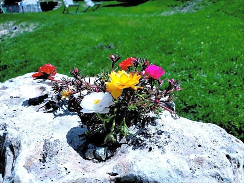 Hotel Flora Alpina image