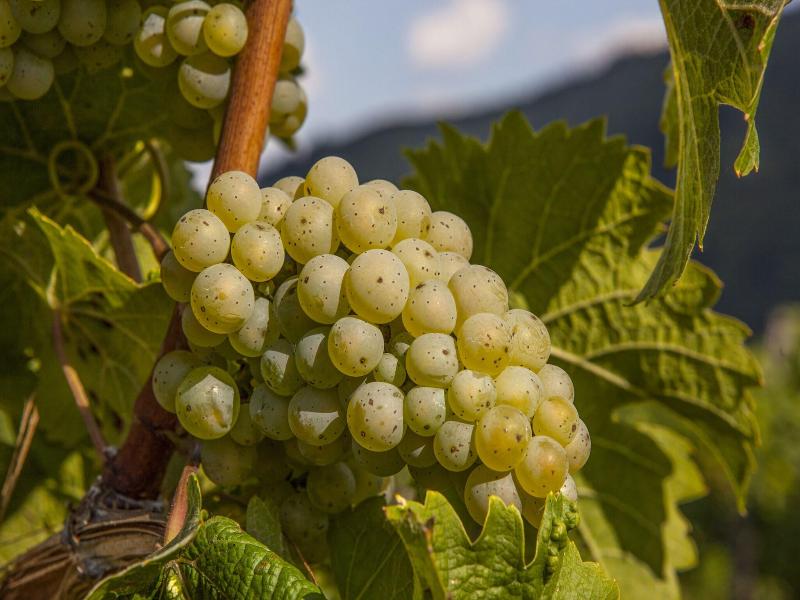 Landgasthof Winzerscheune image