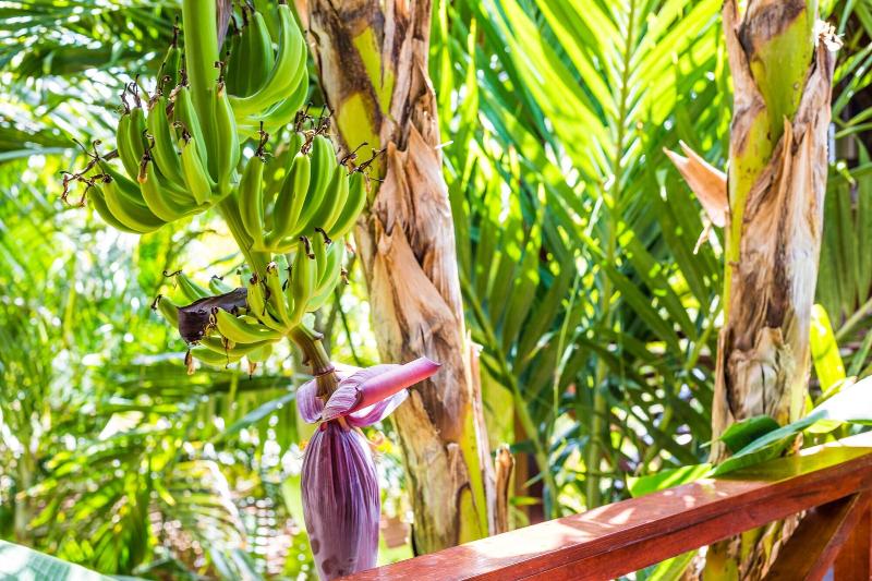 Bamboo Bali Bonaire image