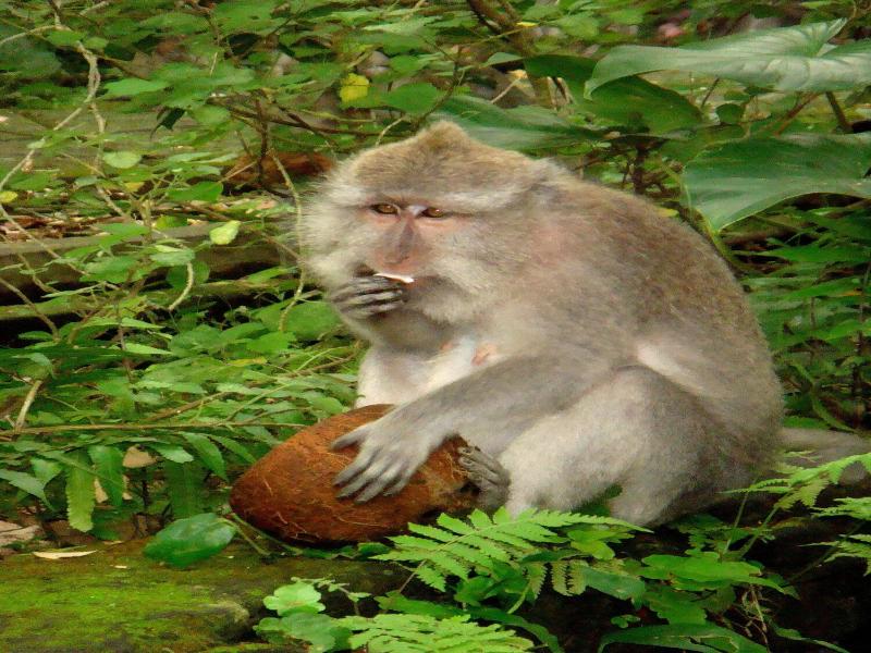 Kebun Indah image