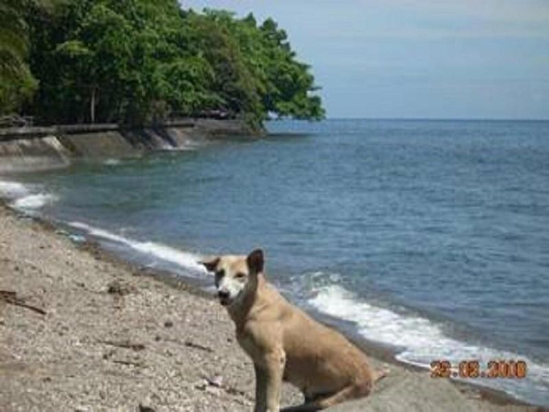 Algen's Dive Resort