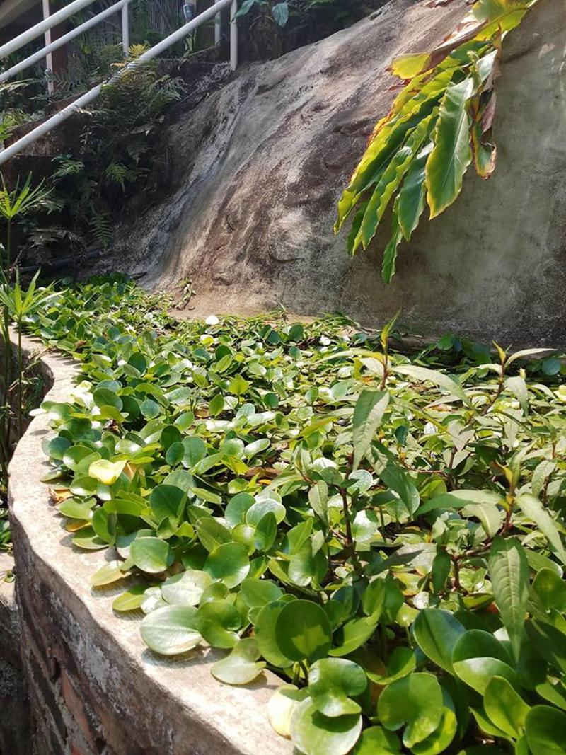 Khaokho Rabiangphu Resort