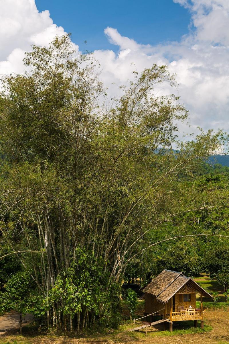 Our Jungle Camp - Eco Resort image