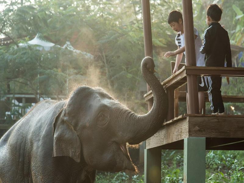 Chiang Mai Elephant Friends