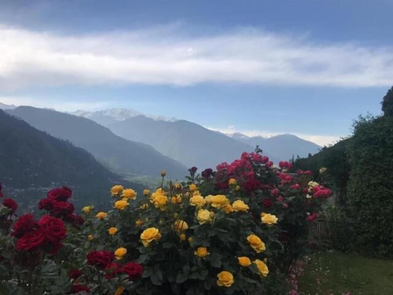 Himalayan Kothi Kais image