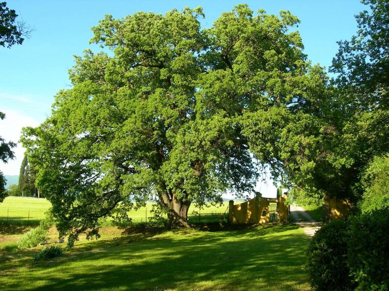 Bella Di Ceciliano image