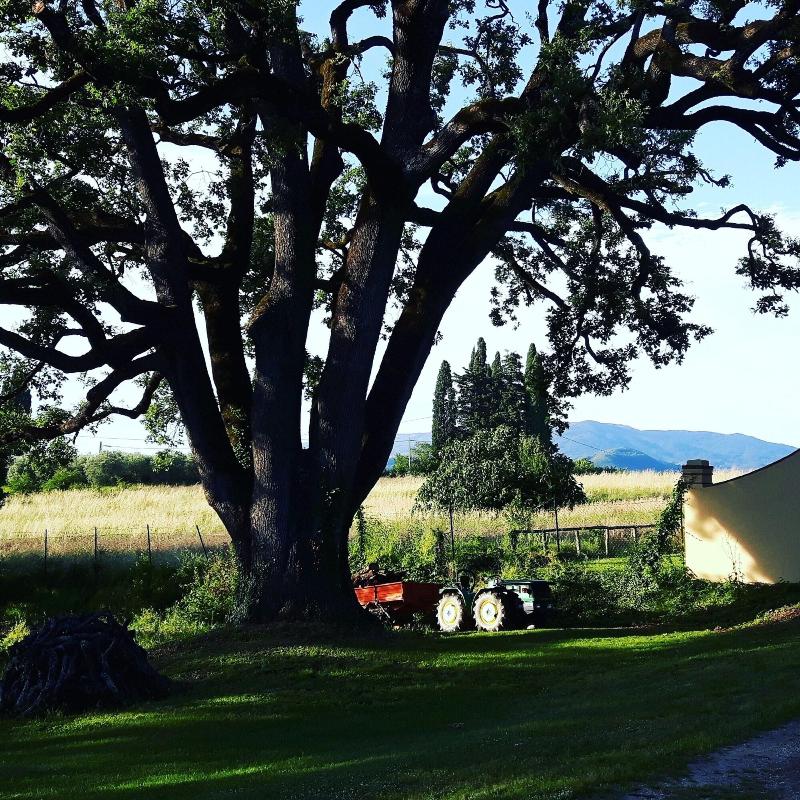 Bella Di Ceciliano image