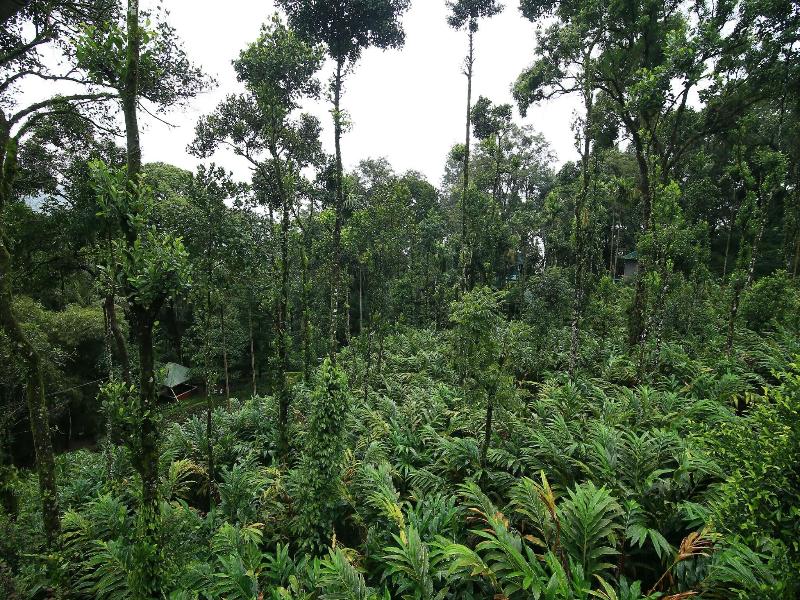 Spice Jungle Resort image