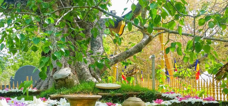 Silver Crown Nature Resort