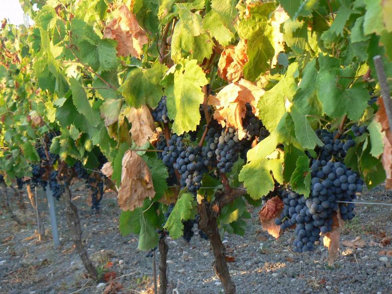 B&B Pessighette Dimora di Campagna image