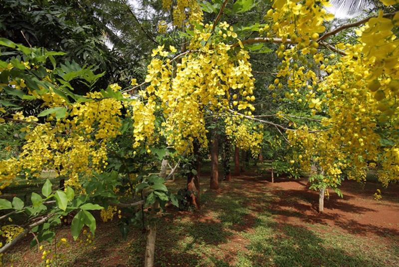 Shreyas Yoga Retreat, Bangalore image