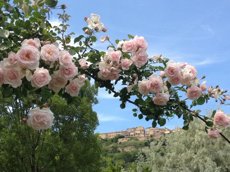 B&B Vento Di Rose image