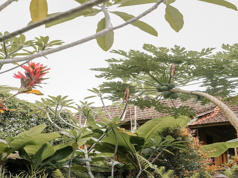Song Broek Jungle Resort image
