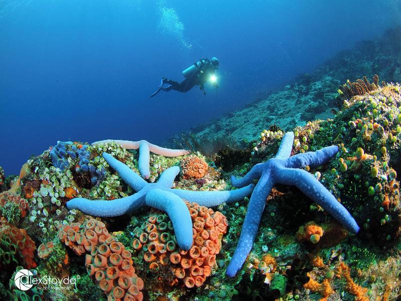 Mahi Mahi Dive Resort image