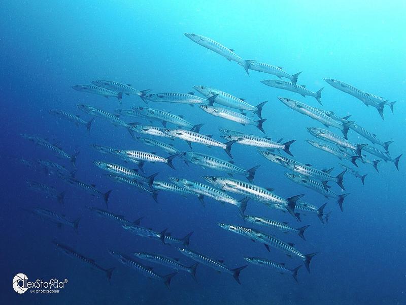 Mahi Mahi Dive Resort image