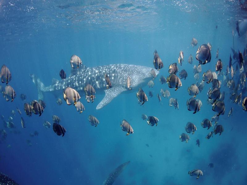 Mahi Mahi Dive Resort image