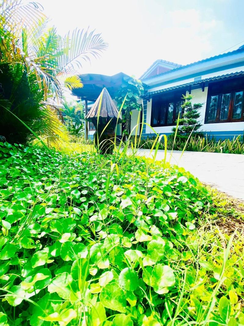 Forever Green Resort image