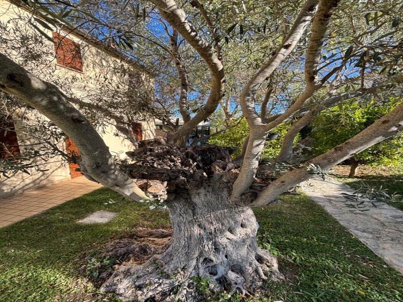 Le Residenze Degli Ulivi image