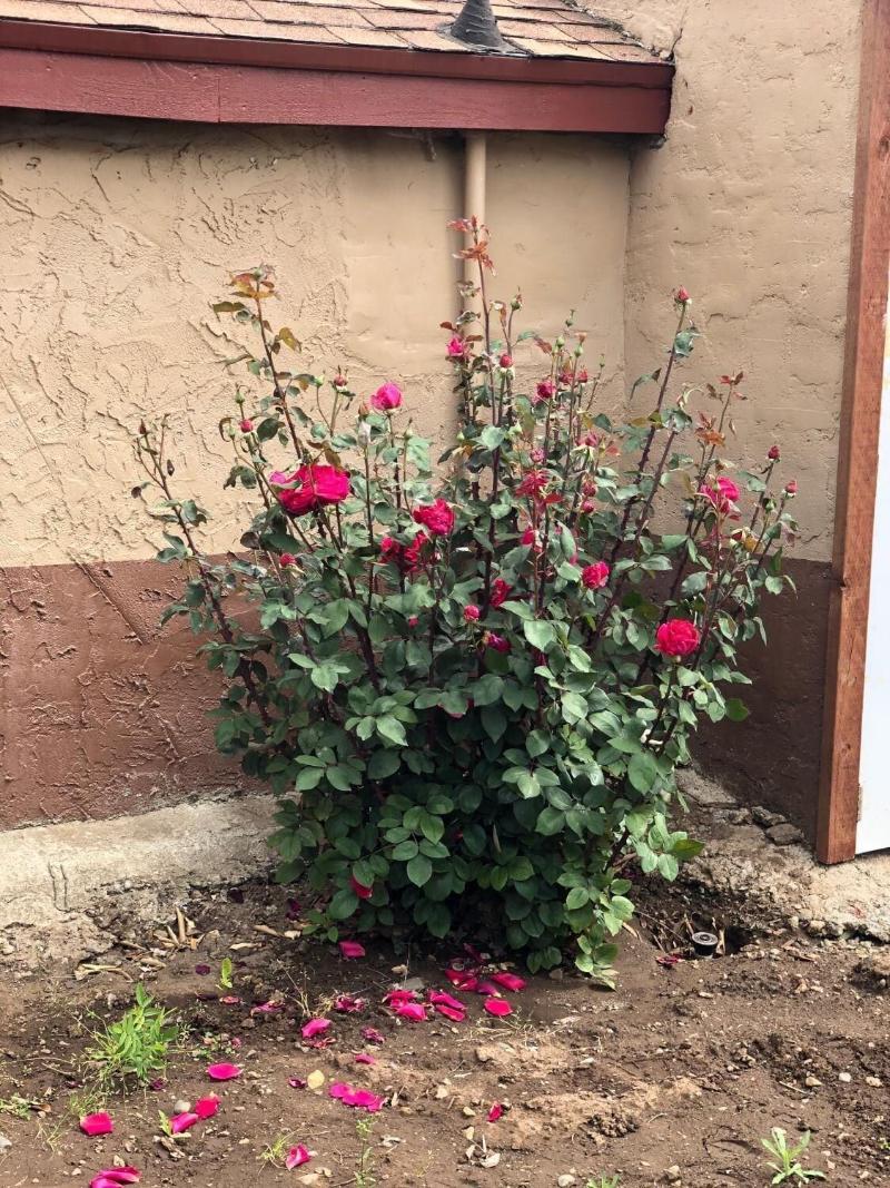 Haven Inn Of Chico image