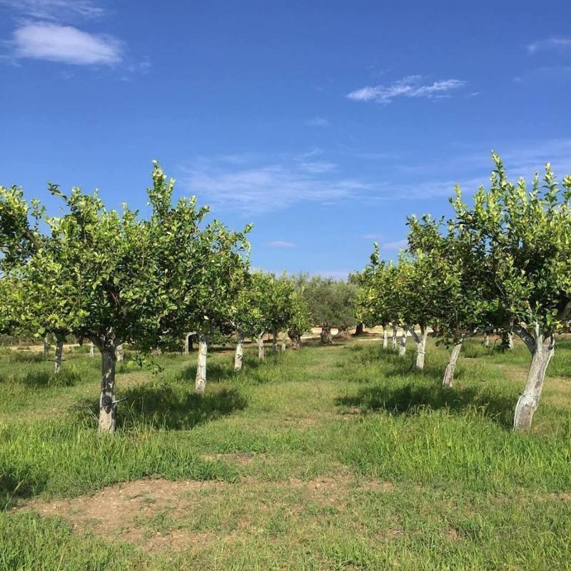 IUTA Glamping & Farm image