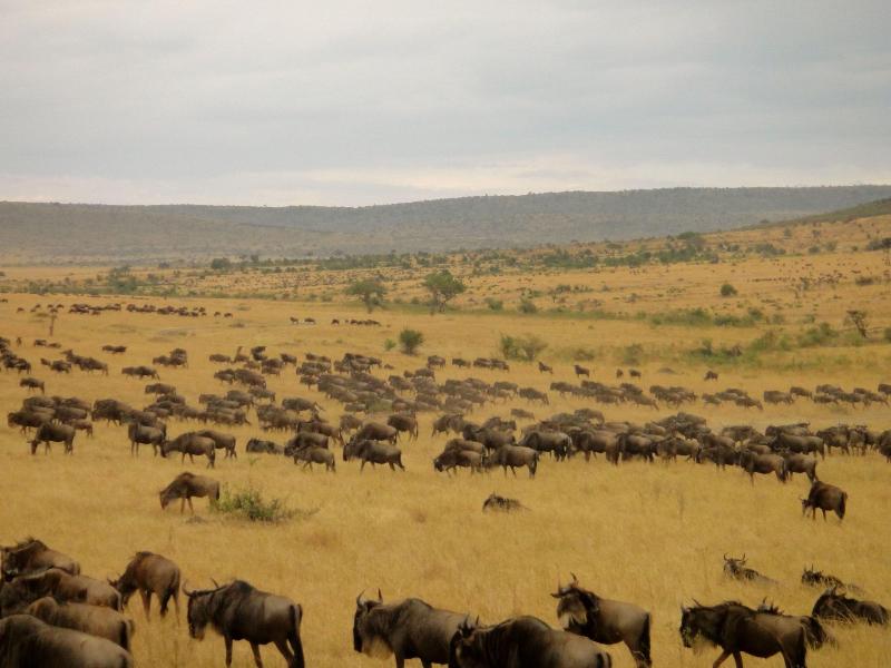 Aa Lodge Masai Mara image