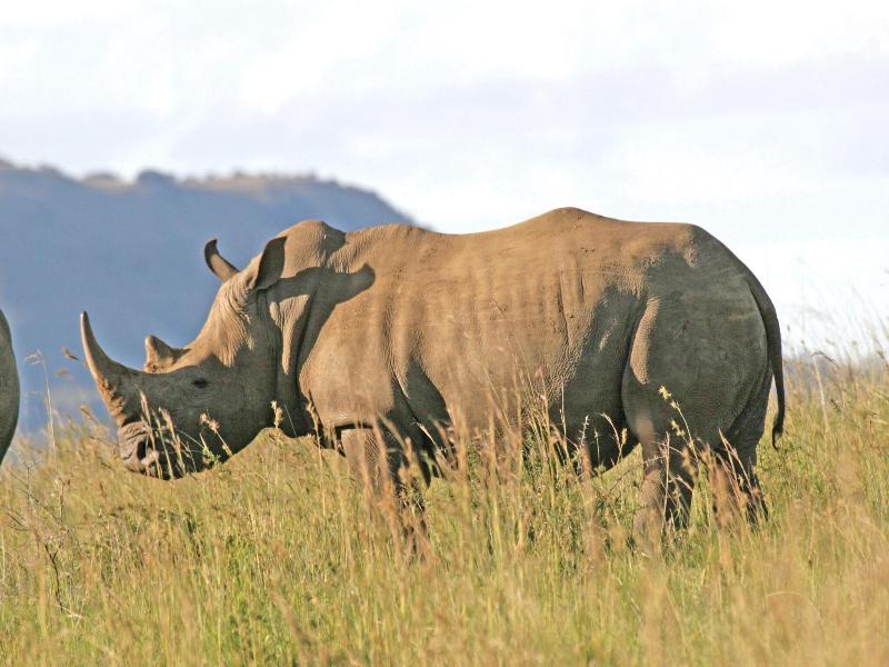Spionkop Lodge