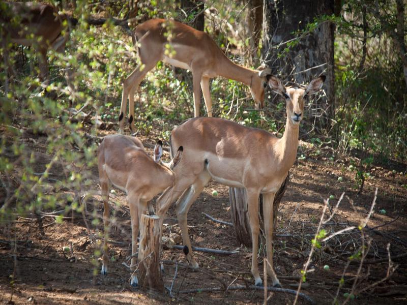 Mvuradona Safari Lodge image