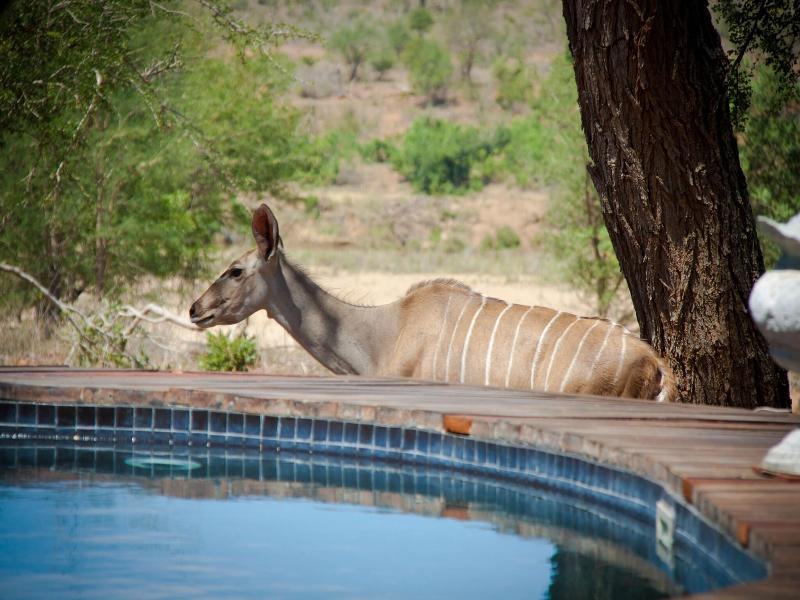 Mvuradona Safari Lodge image