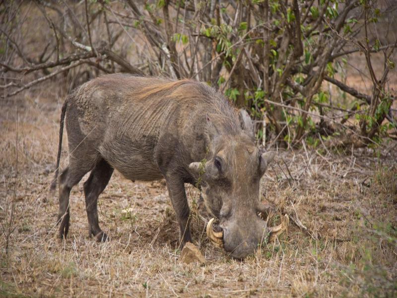 Mvuradona Safari Lodge image