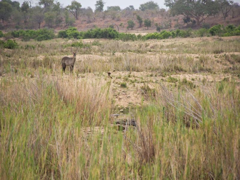 Mvuradona Safari Lodge image