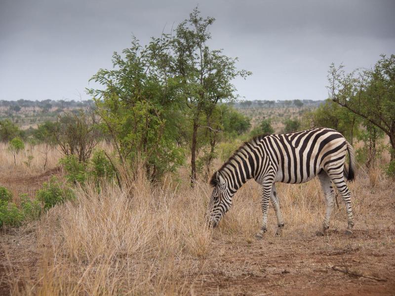 Mvuradona Safari Lodge image