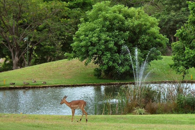 Kruger Park Lodge Unit No. 252 image