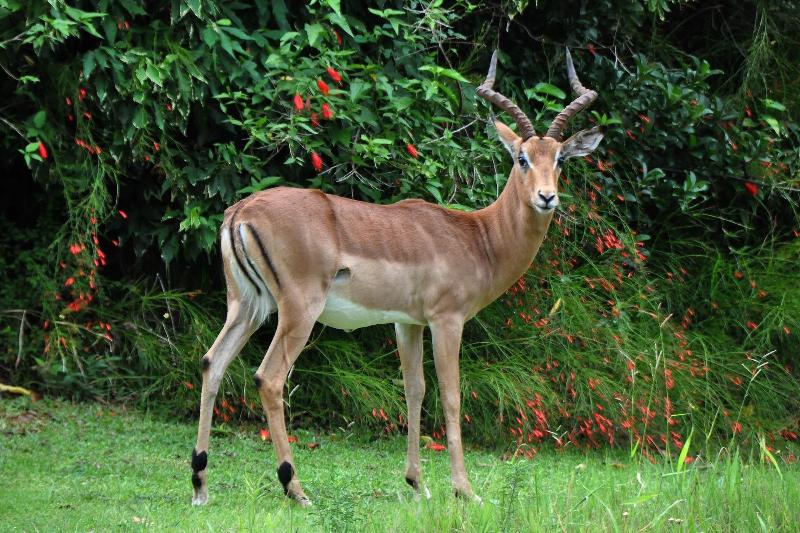 Kruger Park Lodge Unit No. 252 image